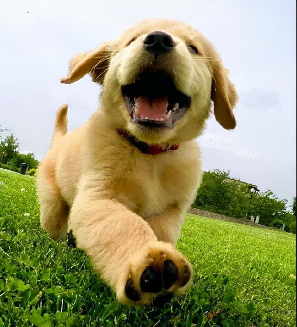 金毛犬两个月大的体重探索